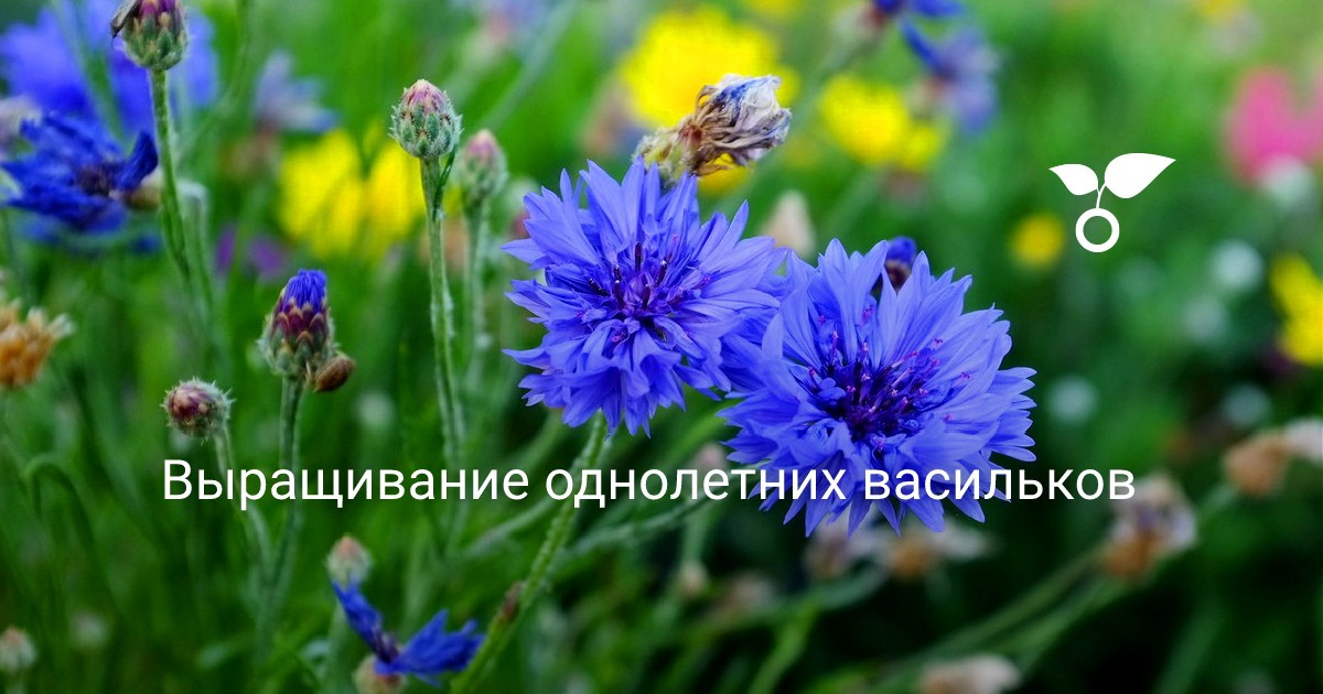 Выращивание однолетних васильков. Цветы. Фото — Ботаничка