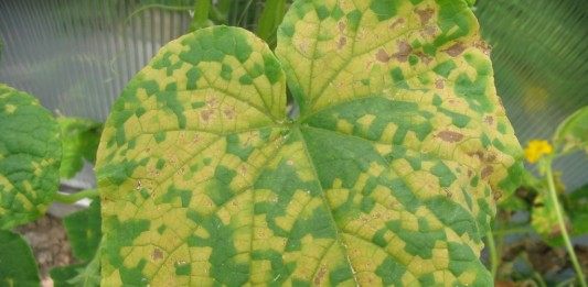 Пероноспороз, или ложная мучнистая роса на листе огурца