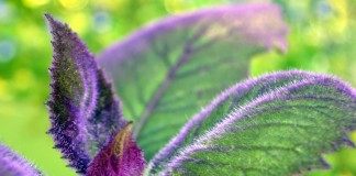 Гинура оранжевая (Gynura aurantiaca 'Purple Passion')