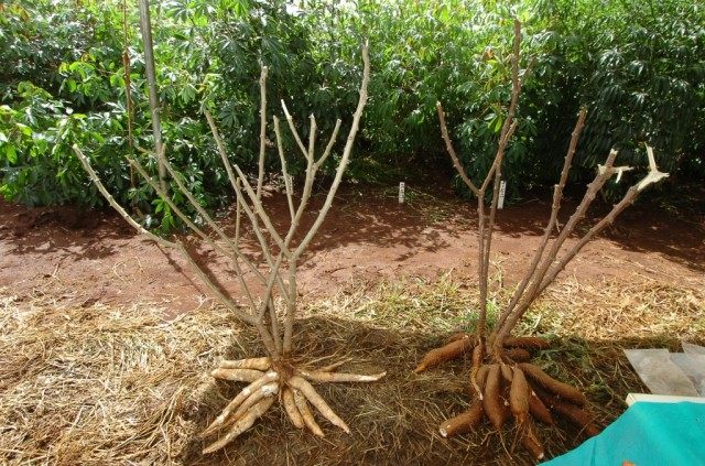 Обрезанные кусты Маниока с корнями.