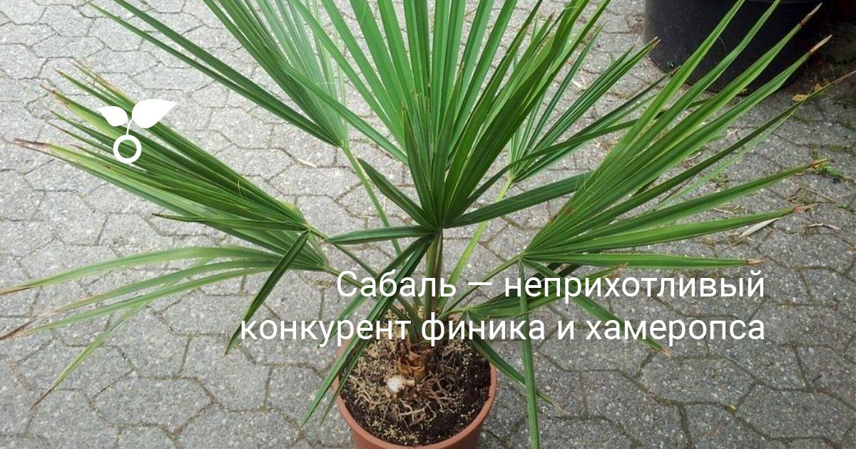 Фото Комнатного Цветка Похожего На Пальму