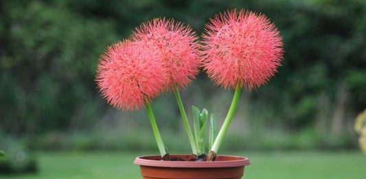 Скадоксус многоцветковая подвид Катарина (Scadoxus multiflorus ssp katherinae), син. Гемантус Катарина (Haemanthus Katherinae)