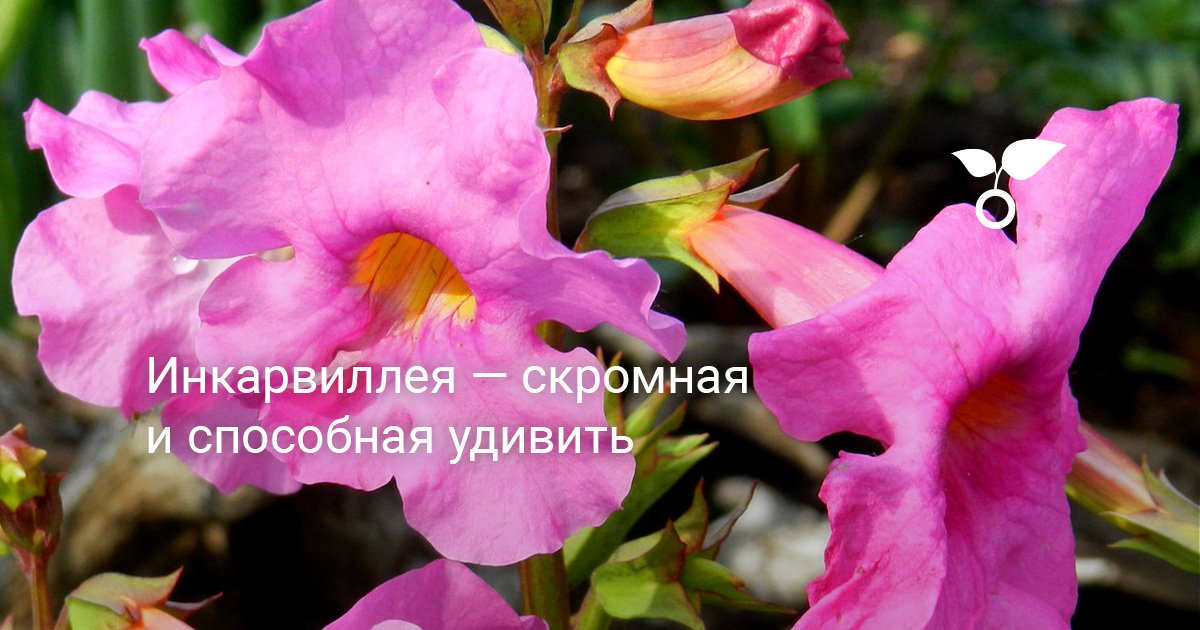 Инкарвиллея — скромная и способная удивить. Выращивание, посадка и уход ...