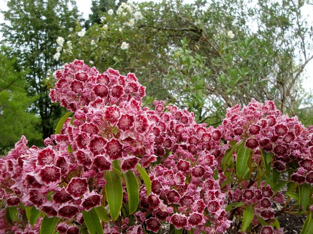 03-kalmia-latifolia