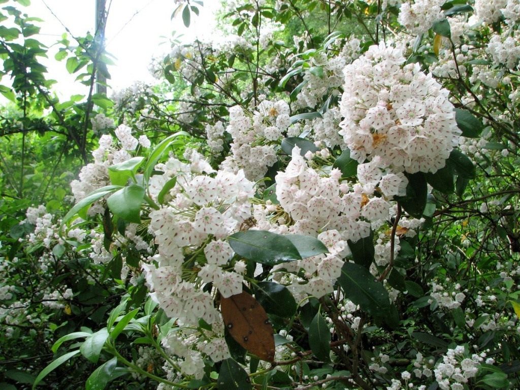 05-kalmia-latifolia