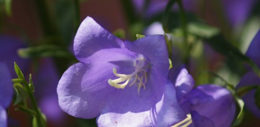 Колокольчик карпатский (Campanula carpatica)