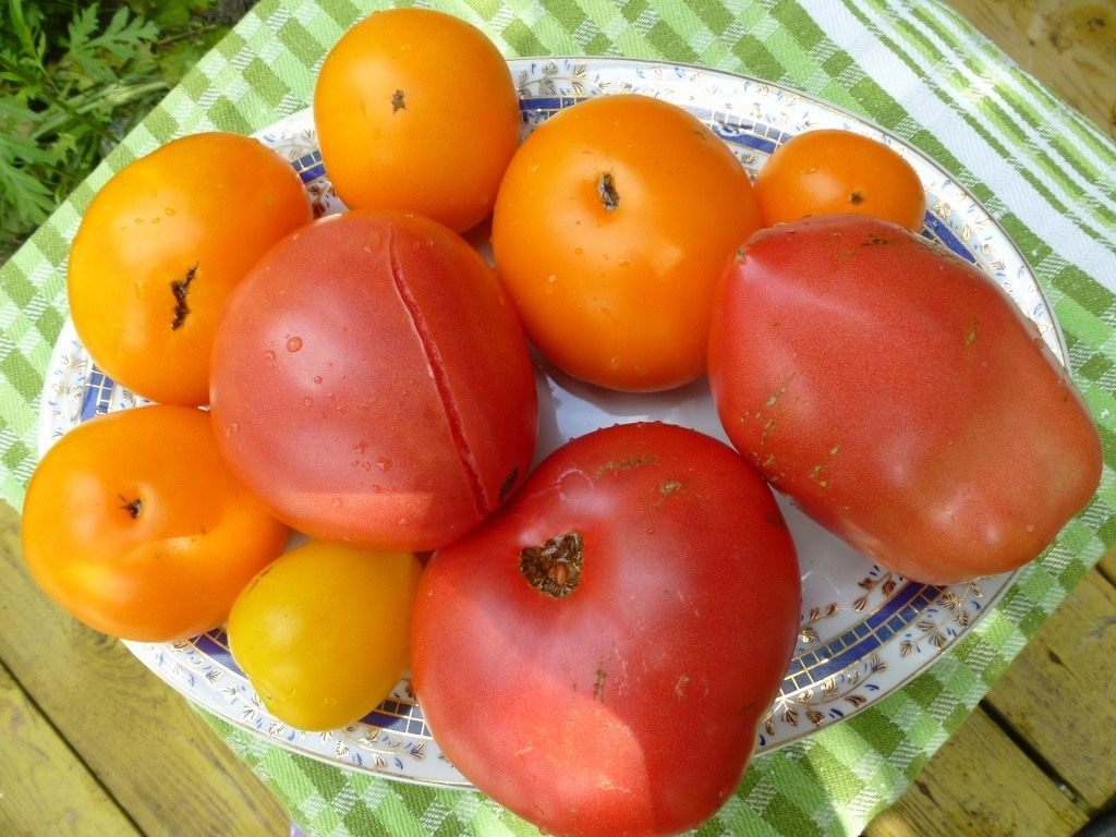 Какие семена томатов выбрать? Список сортов и фотографии — Форум — Ботаничка