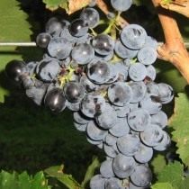 Саперави — сорт винограда 