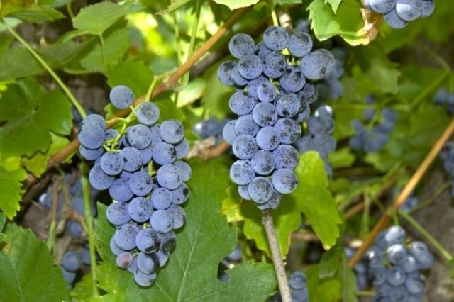 Виноград Лабруска (Vitis labrusca)