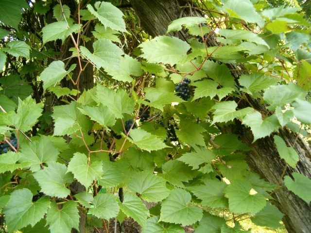 Виноград прибрежный (Vitis riparia)