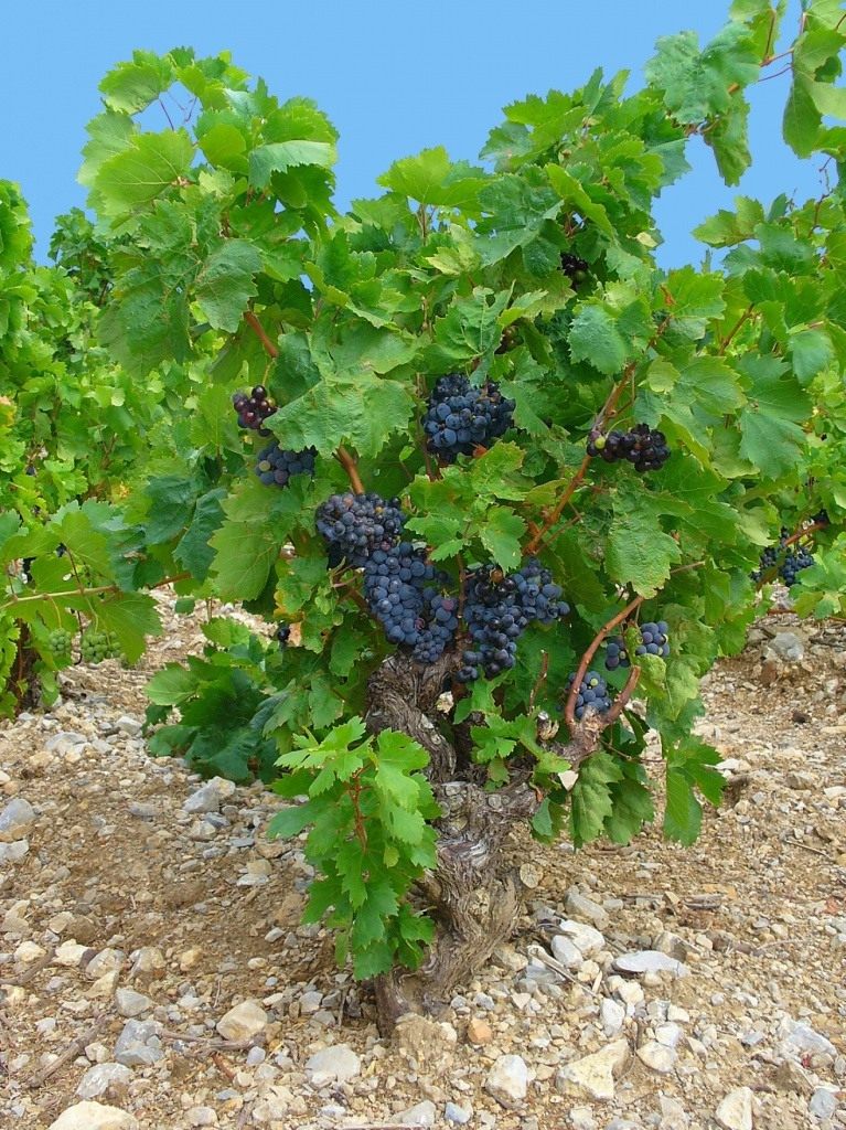 Сорта винограда для Орловской области названия, фото, описание