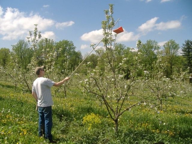 Развешивание биоловушек на яблонях