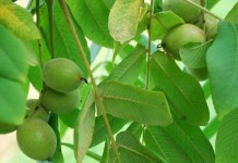 Дерево ореха маньчжурского