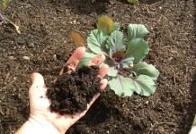 Под овощными культурами почву можно улучшать компостным перегноем