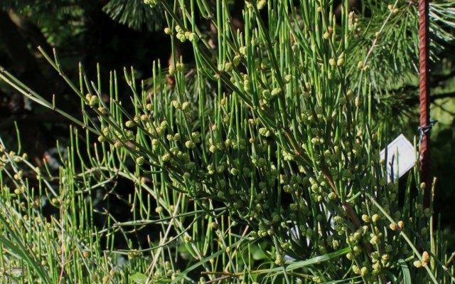 Хвойник двухколосковый, или Эфедра двухколосковая (Ephedra distachya) Степная малина