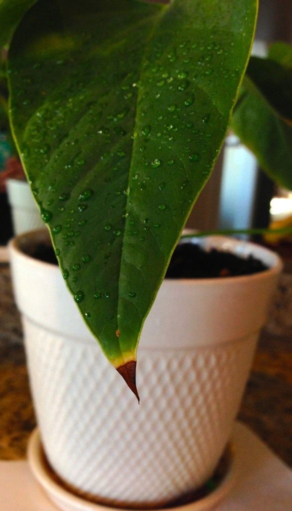 Почему сохнут кончики листьев у комнатных растений? Фото — Ботаничка