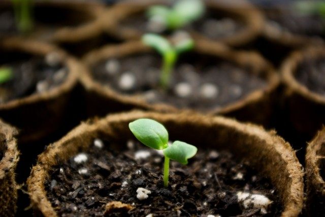 В январе можно начать посев растений с длинным сроком вегетации