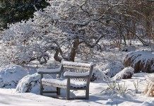 В январе продолжаем стряхивать снег с деревьев и кустарников, проверяем укрытия декоративных растений