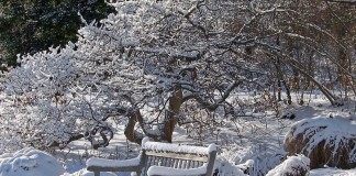 В январе продолжаем стряхивать снег с деревьев и кустарников, проверяем укрытия декоративных растений