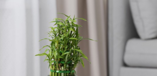 Драцена Сандера (Dracaena braunii syn. Dracaena sanderiana)