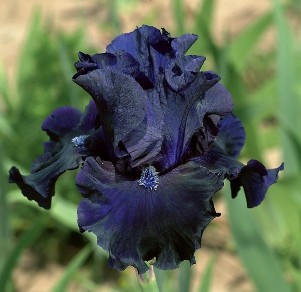 iris-obsidian-01