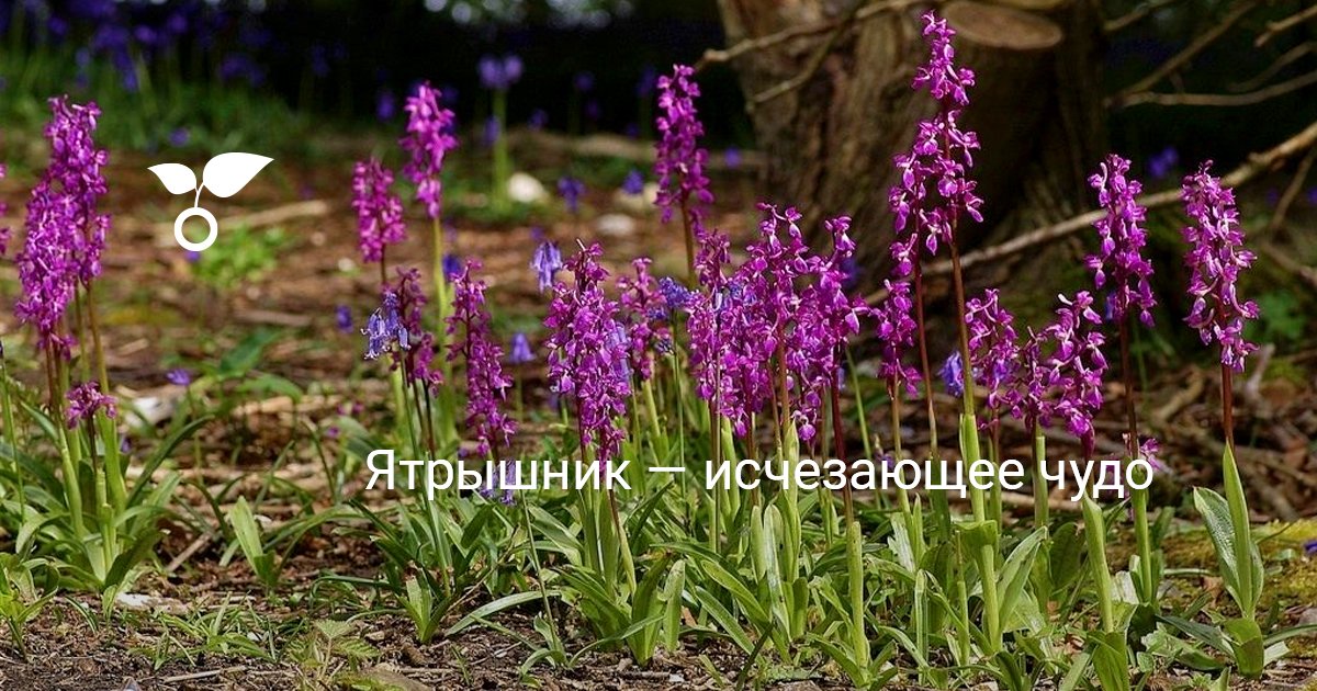 Ятрышник — исчезающее чудо. Выращивание, уход, описание, виды. Фото ...