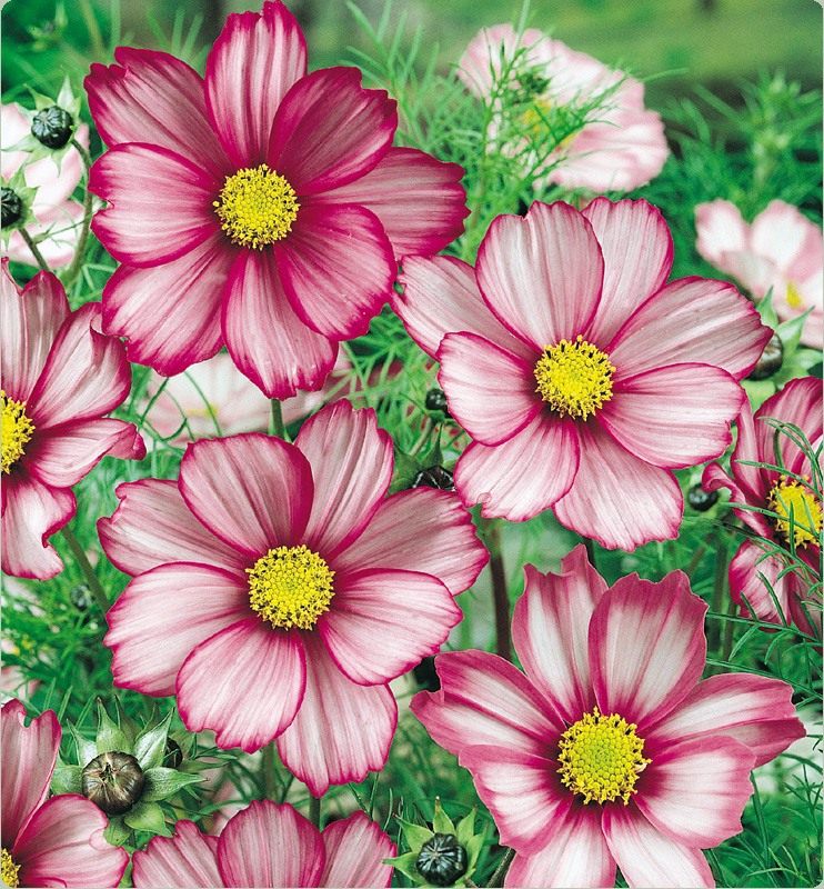 Candy-Stripe-Cosmos-01