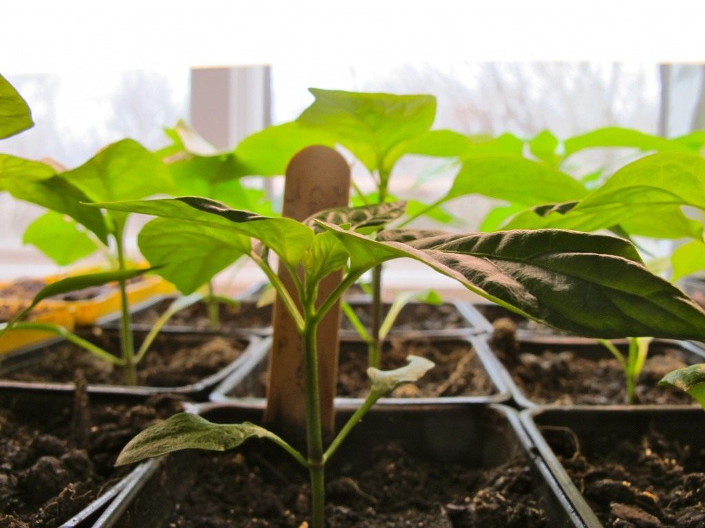 Выращивание рассады перца. Когда сажать? Посев, уход, сорта. Фото —Ботаничка