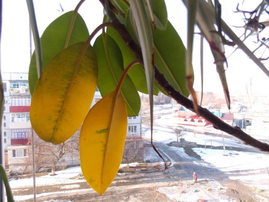 Фикус Каучуконосный Робуста – желтеет и сбрасывает листья