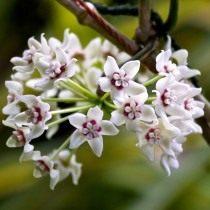 Хойя прекрасная (Hoya bella)
