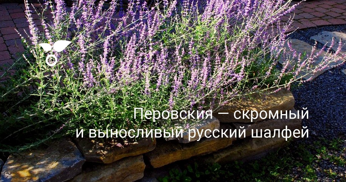 Русский шалфей перовския описание и фото