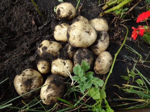 Клубни картофеля, выращенные из семян, на второй год