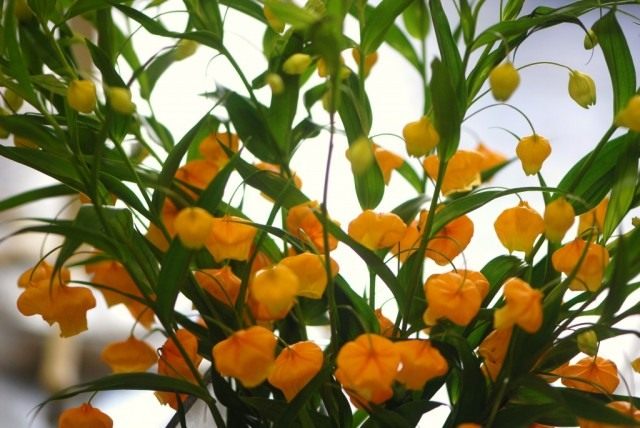 Cандерсония оранжевая (Sandersonia aurantiac)