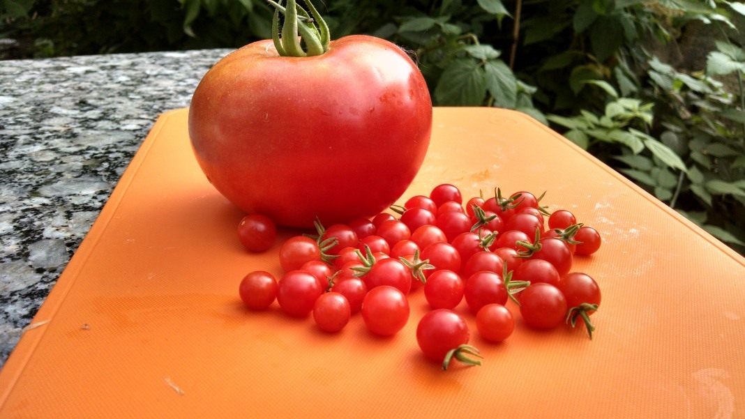 Таблицы характеристик сортов томатов. Сорта томатов по способу выращивания,по типу роста, срокам созревания — Ботаничка