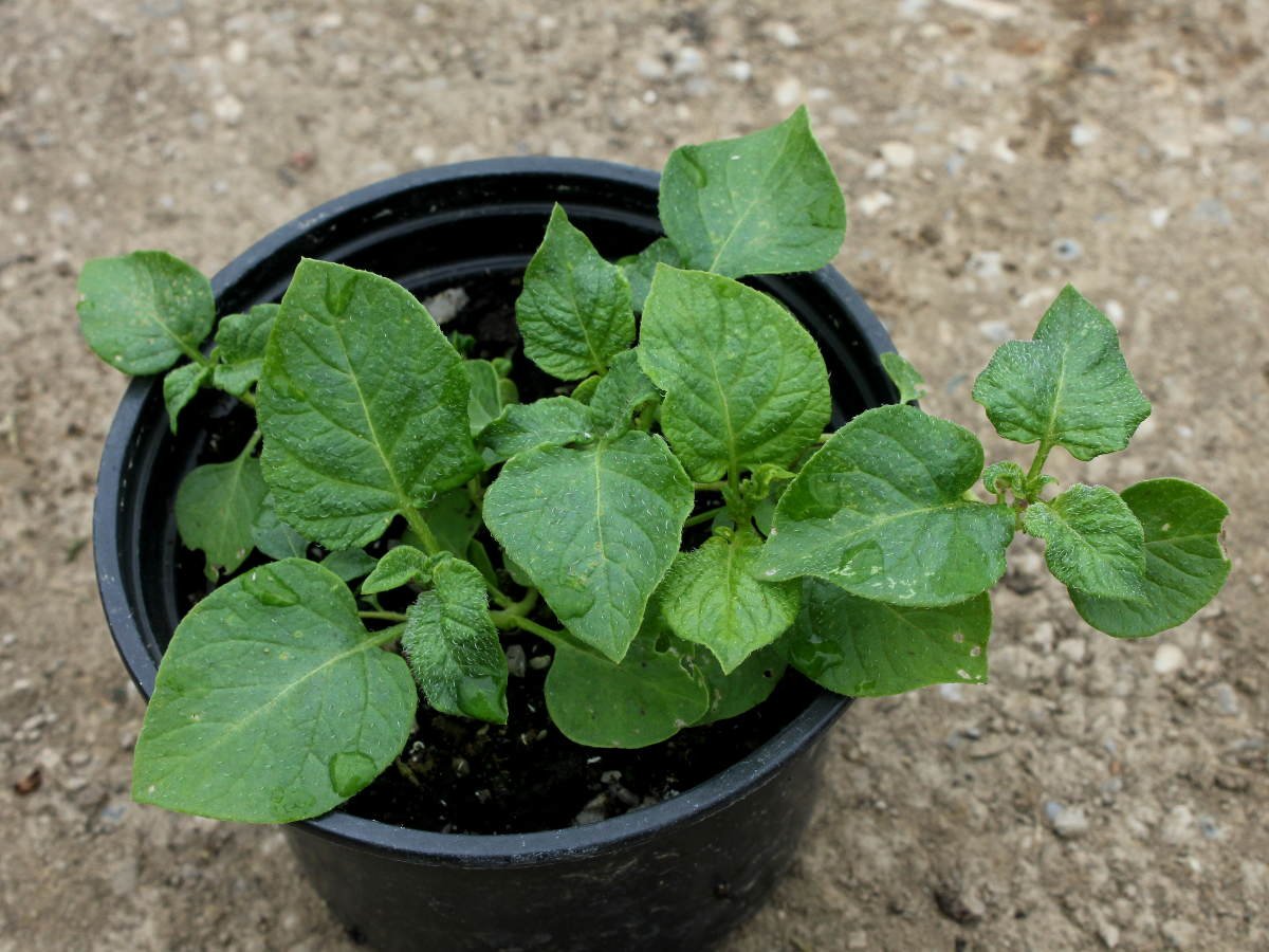 Как вырастить рассаду картофеля?