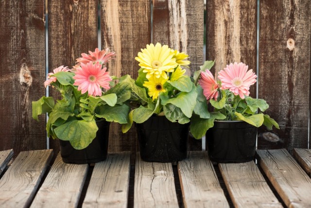 Vnitřní gerbera v květináčích: vlastnosti péče o květiny doma