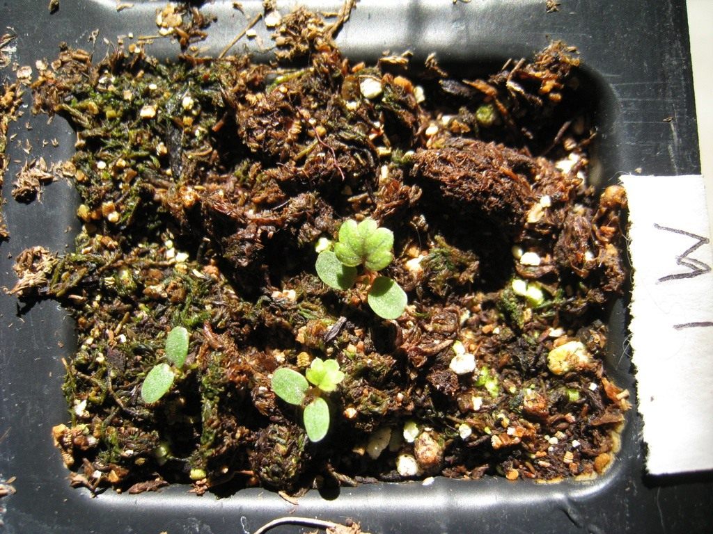 Выращивание клубники (садовой земляники) из семян в домашних условиях. Фото— Ботаничка