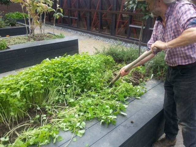 Весенние сидераты можно использовать как мульчу или как зеленое удобрение при заделке в почву
