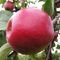 Яблоко, сорт «Анис алый»