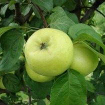 Яблоко, сорт «Антоновка»
