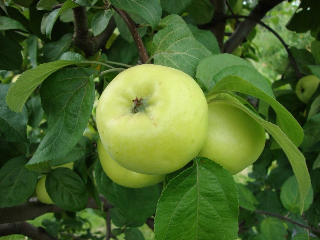 Персиковое - сорт растения Яблоня