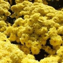 Сорт мелкоцветковой хризантемы "Axima Yellow"
