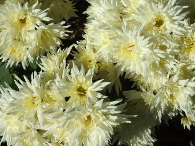 Сорт мелкоцветковой хризантемы "Белянка"