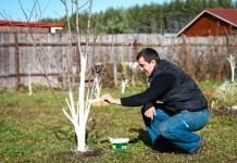 Весенняя побелка садовых деревьев для защиты от вредителей