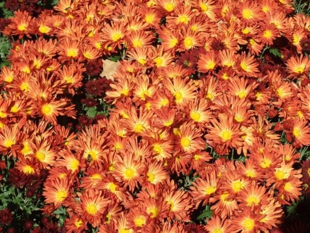 Сорт мелкоцветковой хризантемы "Горняк"