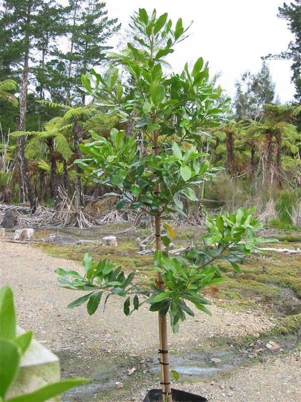 Коринокарпус гладкий (Corynocarpus laevigatus)