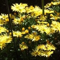 Сорт мелкоцветковой хризантемы "Солнечный денёк"