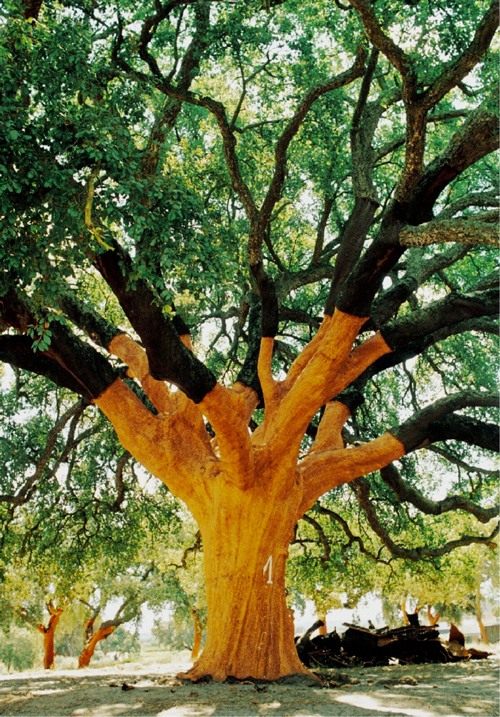 Whistler-Tree