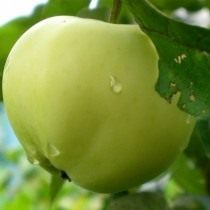 Яблоко, сорт «Белый налив»