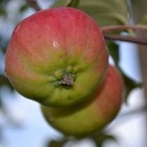 Яблоко, сорт «Коричное»